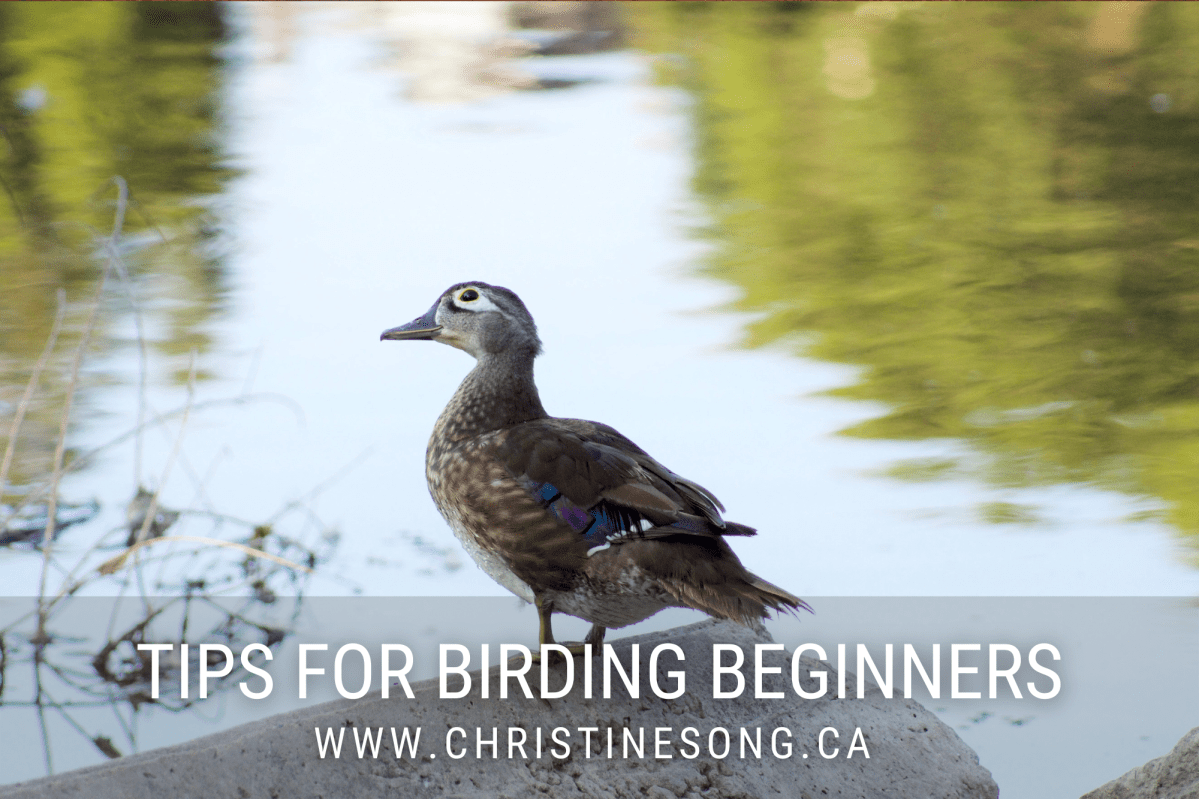 Tips for Birding&nbsp;Beginners