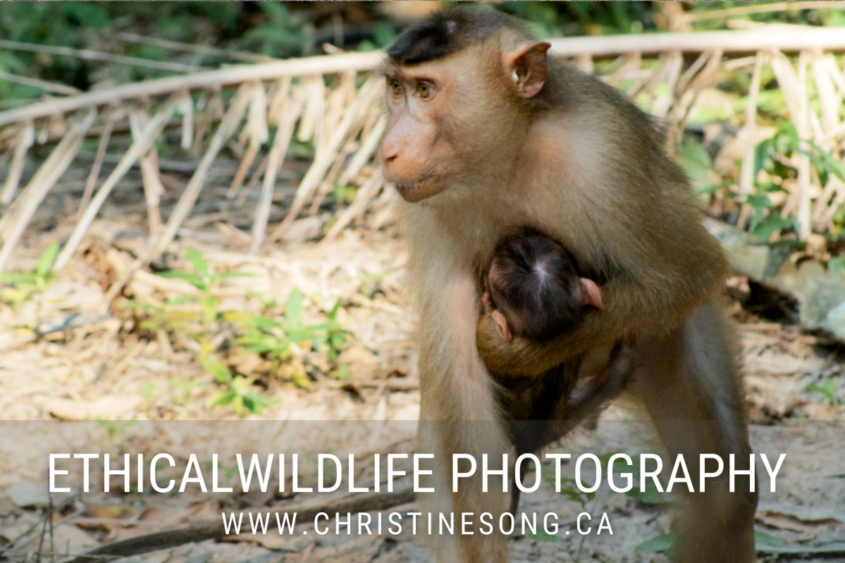 Ethical Wildlife Photography